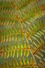 USA, Washington State, Seabeck. Bracken fern detail. Art Print